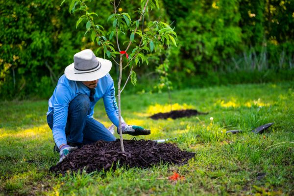 Tree Planting